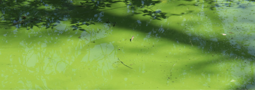 body of water filled with algae