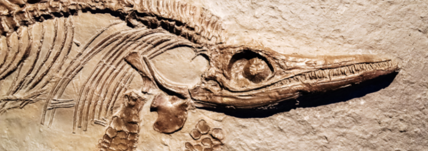 Fossilized dinosaur